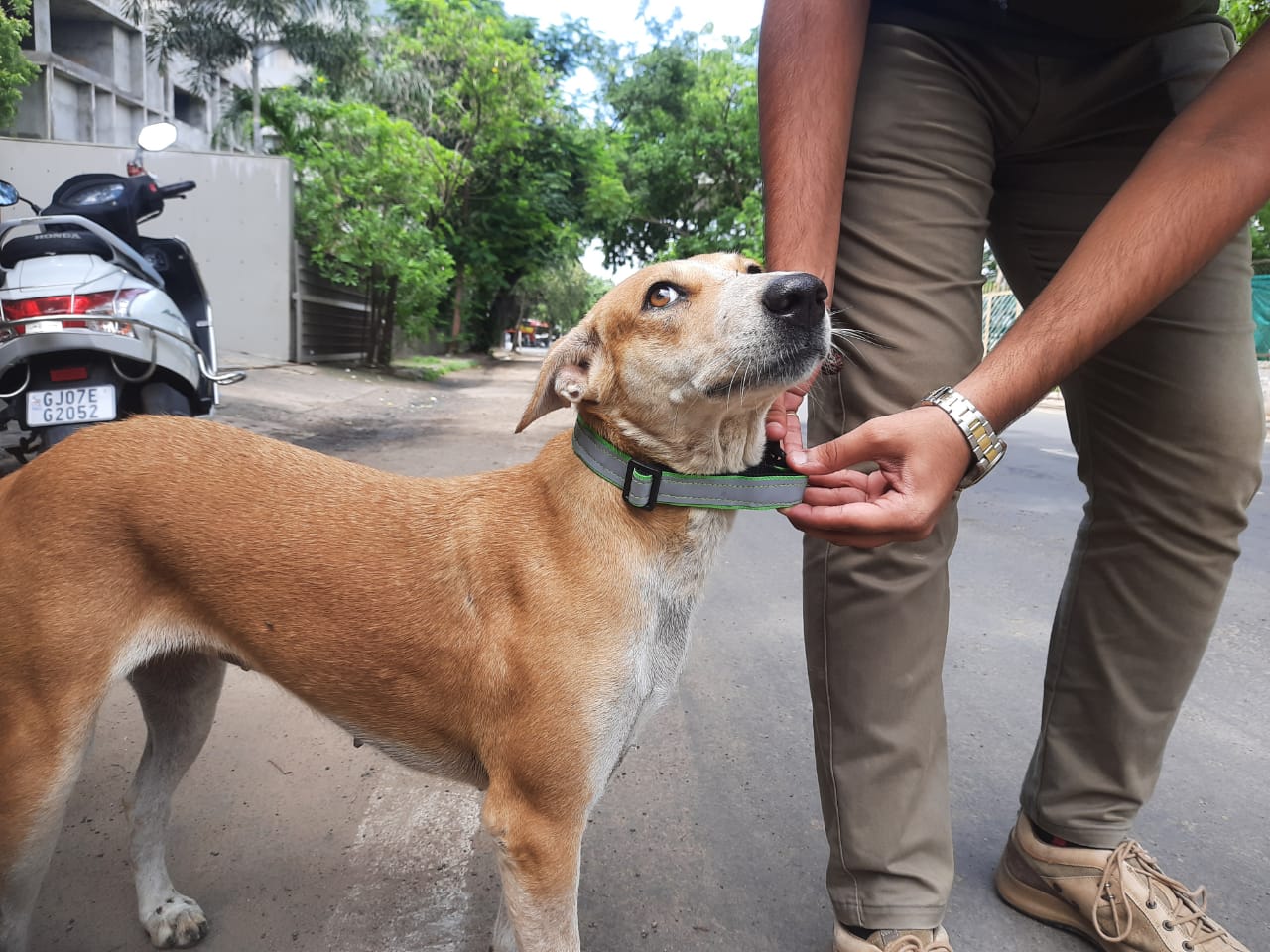 A dog proudly wearing a reflective collar during a Pawsitivity collaring drive, helping keep street animals safe at night.