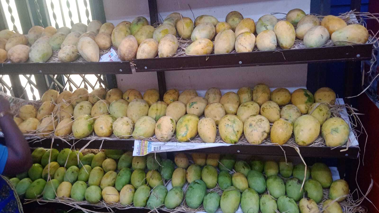 Maha Lakshman, a farmer from Agiripalli, doubled his income by selling organic mangoes through Sreshte