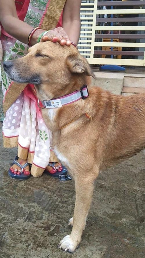 A Pawsitivity worker gently pets a dog proudly wearing one of the reflective collars she helped create.