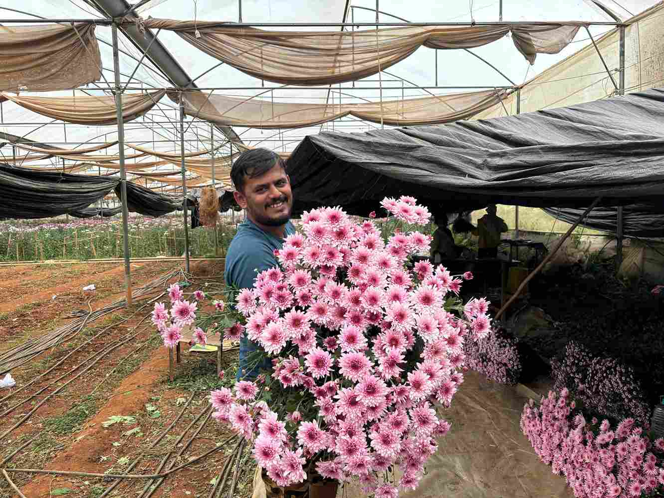 After harvesting, the flowers are stored in cold storage for hydration