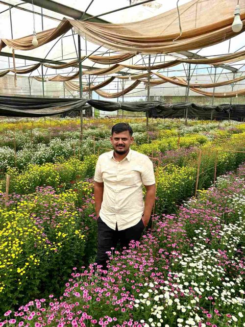 Lohith's farm produces 1,500 bunches of chrysanthemums every week