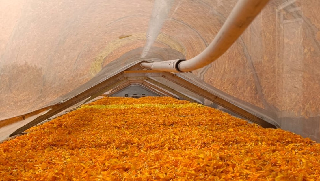 Marigold flowers in the solar dryer.