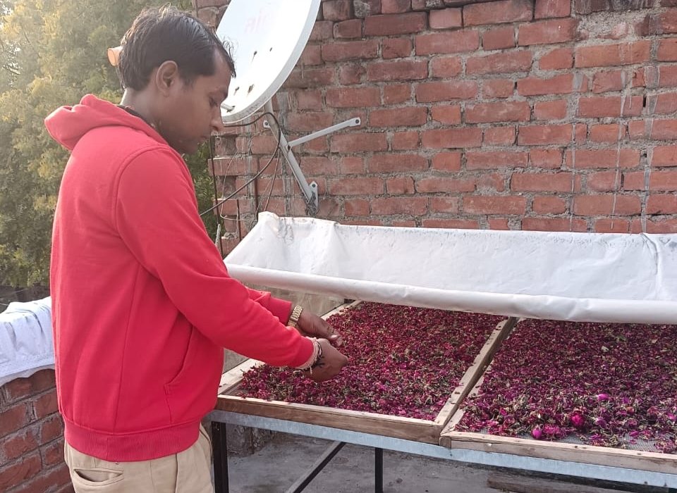 Nishad checking on the dehydrated rose petals in his solar dryer.