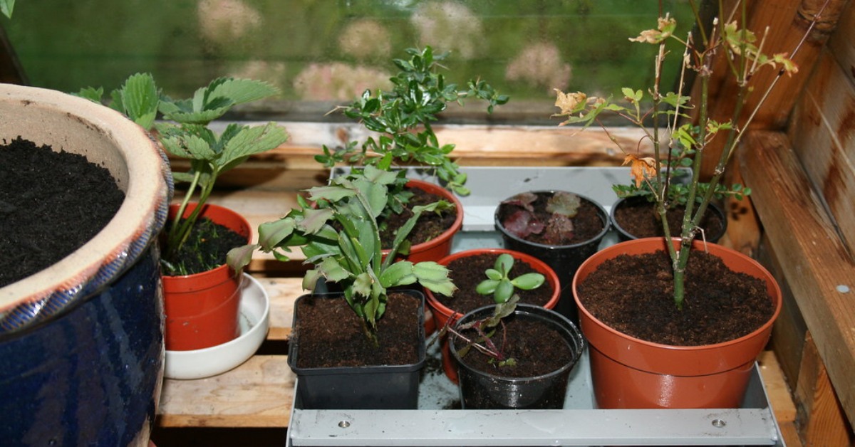 Protect Your Indoor Plants From the Winter Chill With These 8 Tips