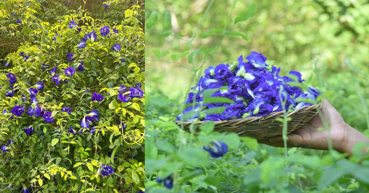 When Nishad switched to farming, he chose to grow butterfly pea flowers instead of traditional crops.