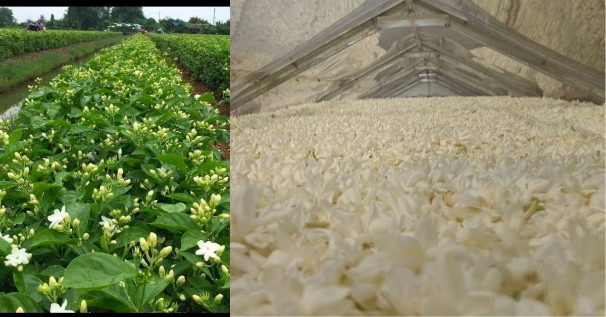 Jasmine flowers grown in the fields locally are harvested and then dehydrated via the solar dryer.