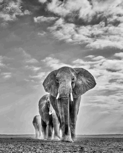 One of the images of elephants taken by wildlife photographer Parag Bhatt 