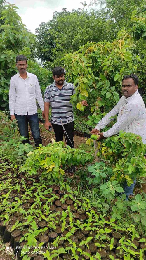 Parmeshwar uses cow dung manure and natural farming methods to keep his produce healthy