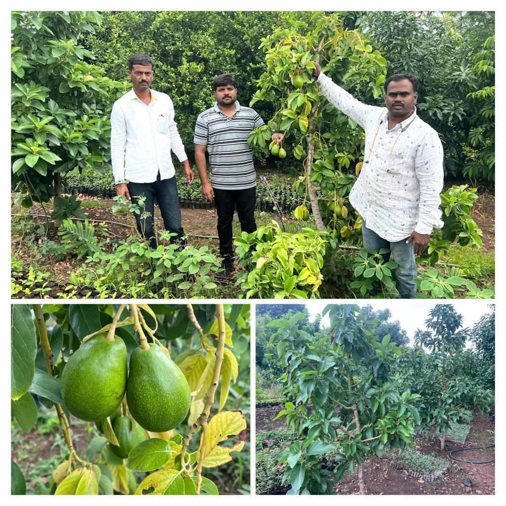 Today, Parmeshwar's farm houses 300 avocado trees