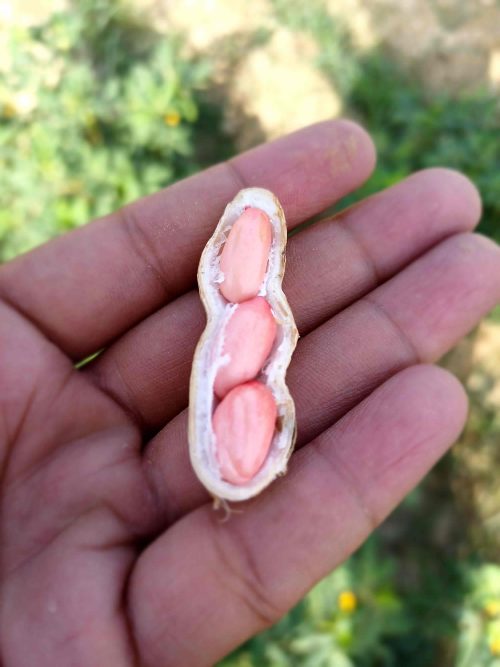 A farmer holds a peanut, showcasing the harvest in his hand