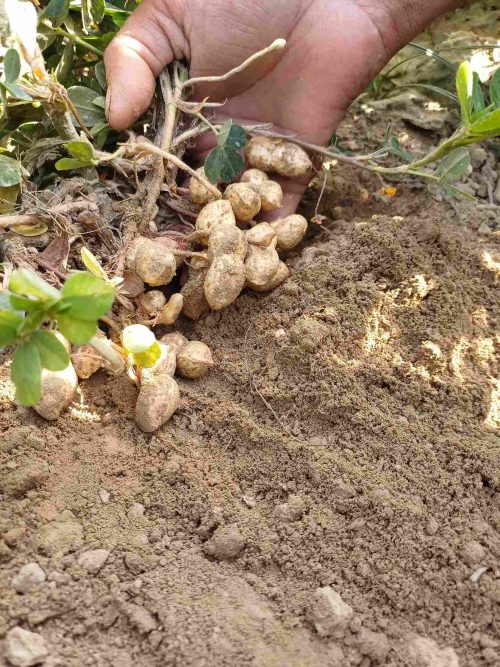 A farmer harvests peanuts from the ground, carefully pulling the plants to collect the fresh crop