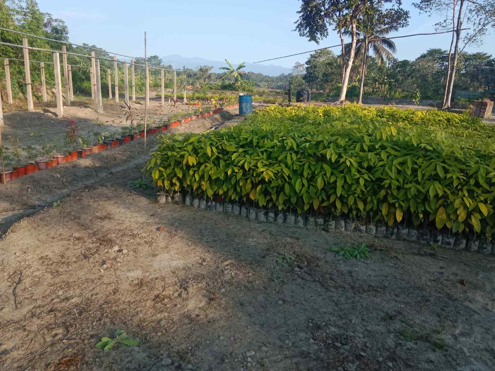 Sarbeswar’s nursery, home to thousands of saplings, plays a key role in supporting local farmers and fostering sustainable agriculture.