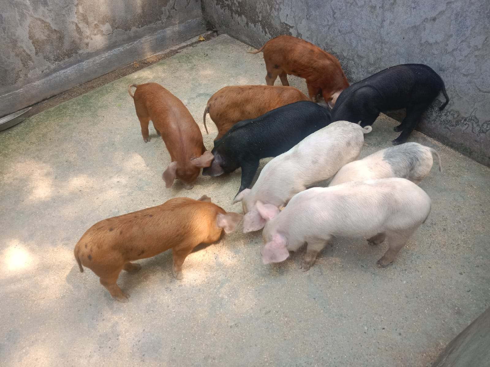 Pigs on Sarbeswar’s farm, part of his integrated farming approach to boost productivity and income.