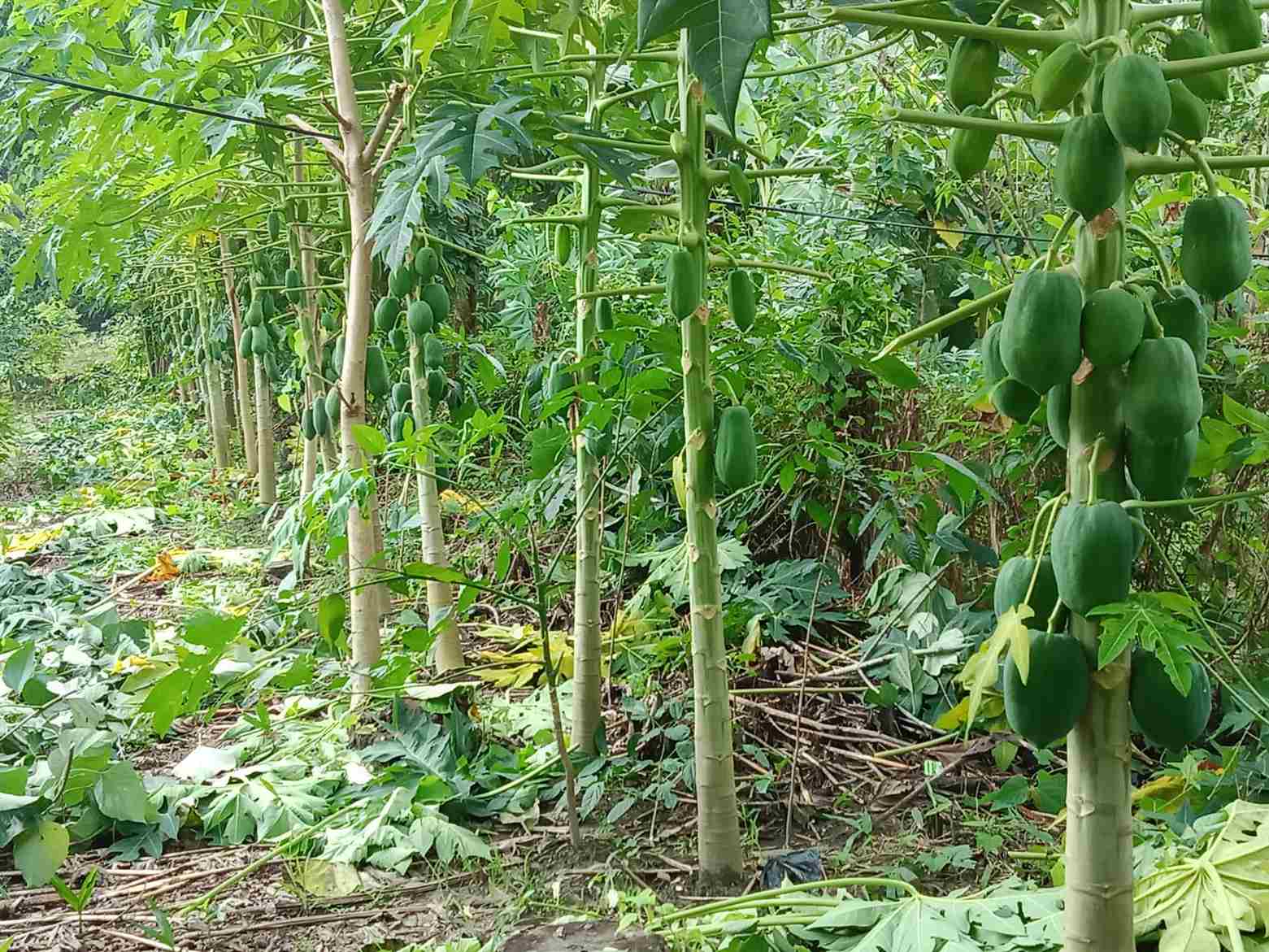 Papaya trees thrive in the jungle, showcasing integrated farming practices in Sarbeswar's fields.