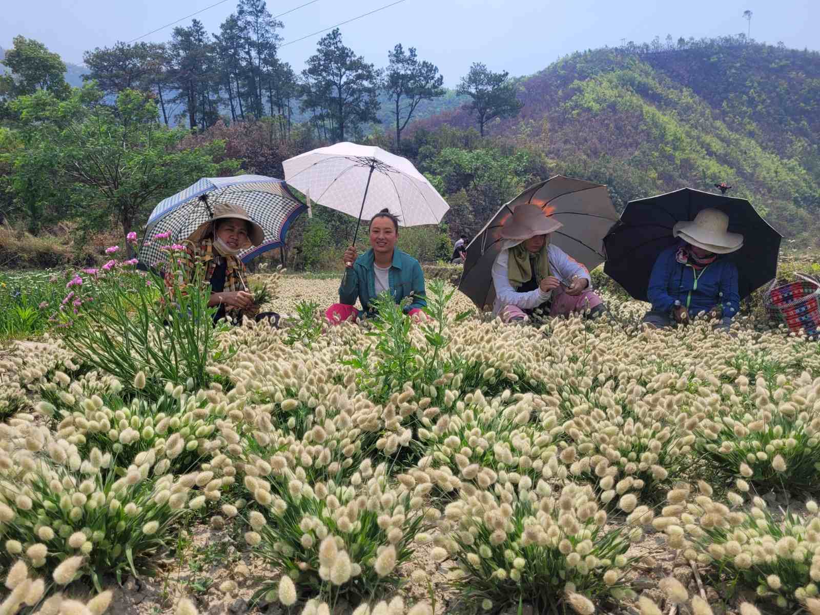 Chokhone Krichena with her farming partners in the lush fields of Mao, Manipur – the land of flowers, empowering local farmers through floriculture.