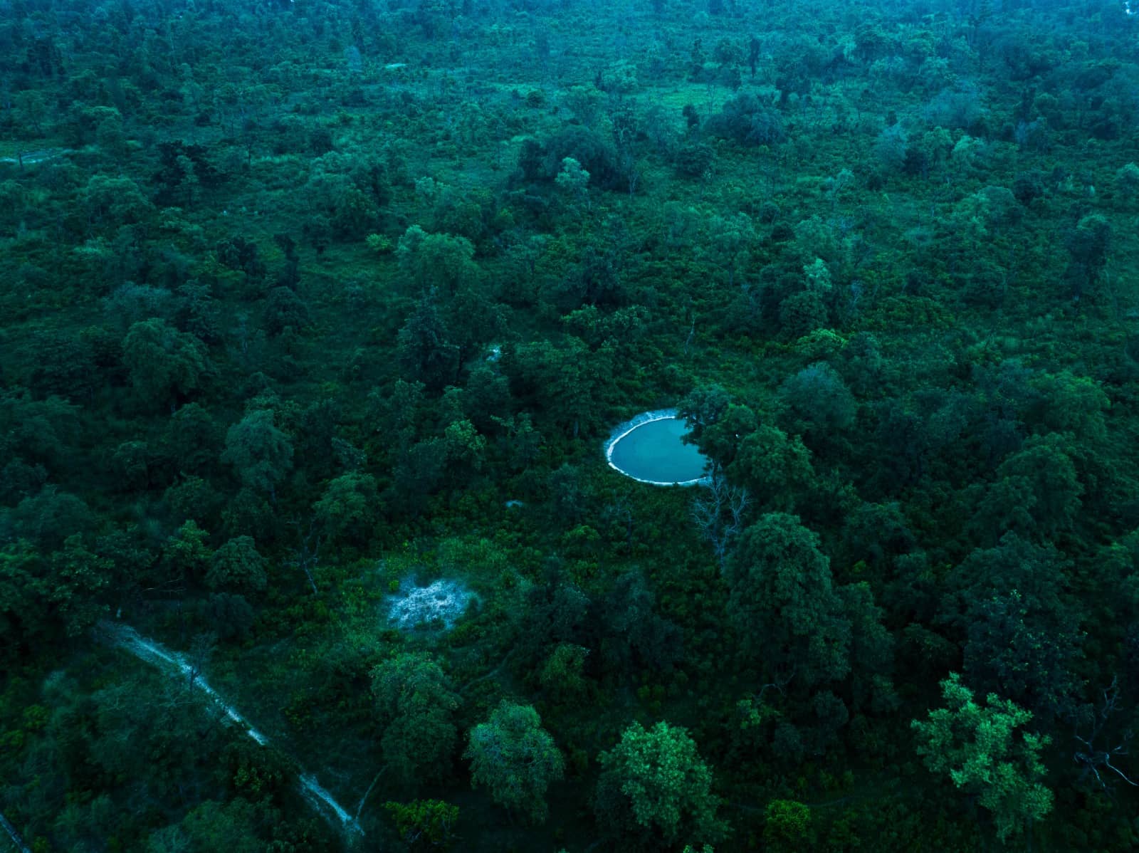 Aerial view of the biosphere, a lush forest surrounding a serene pond, with vibrant greenery and tranquil water.
