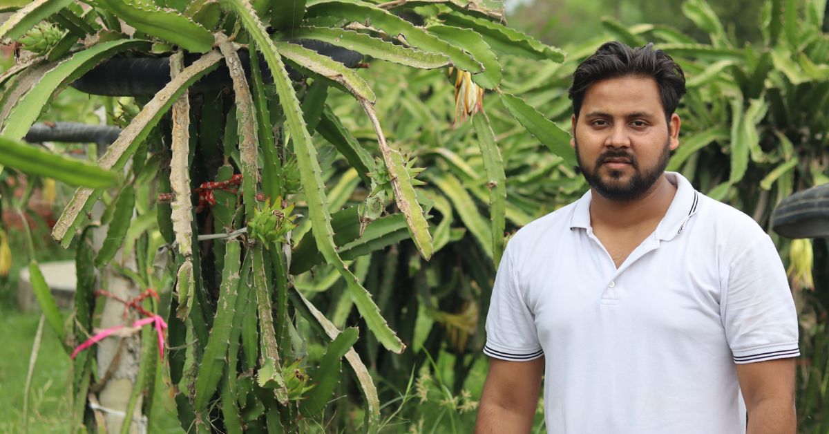 Anshul harvests 25 to 30 quintals of fruit per acre, which he sells at Rs 250 per kilogram. 