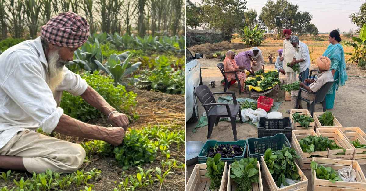 Gill Organics supplies fresh harvests to families in Patiala, Ludhiana, and Chandigarh.