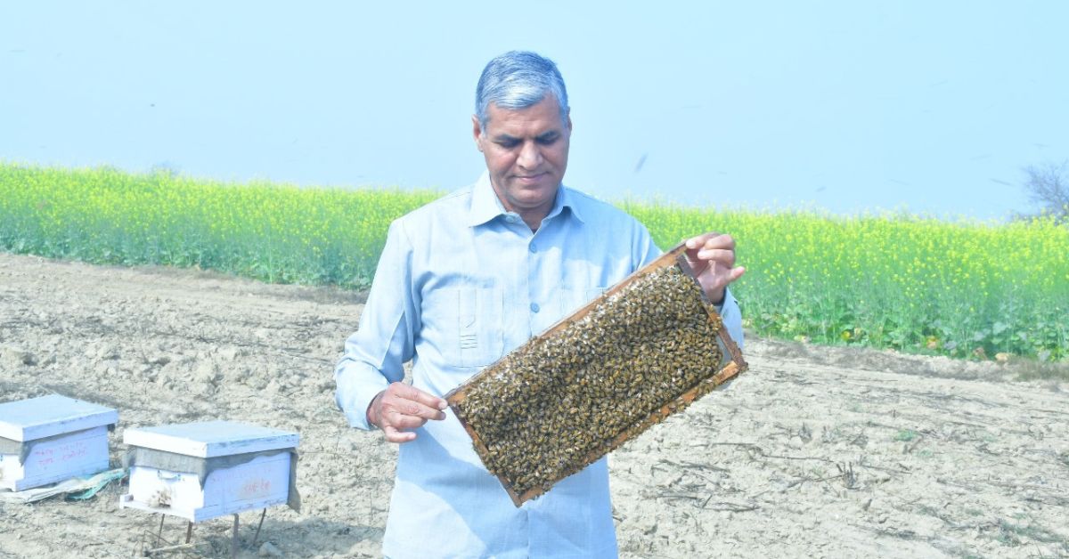 Jaspal holds a wooden bee frame covered with honeybees, with beehive boxes and a field of yellow mustard flowers in the background.