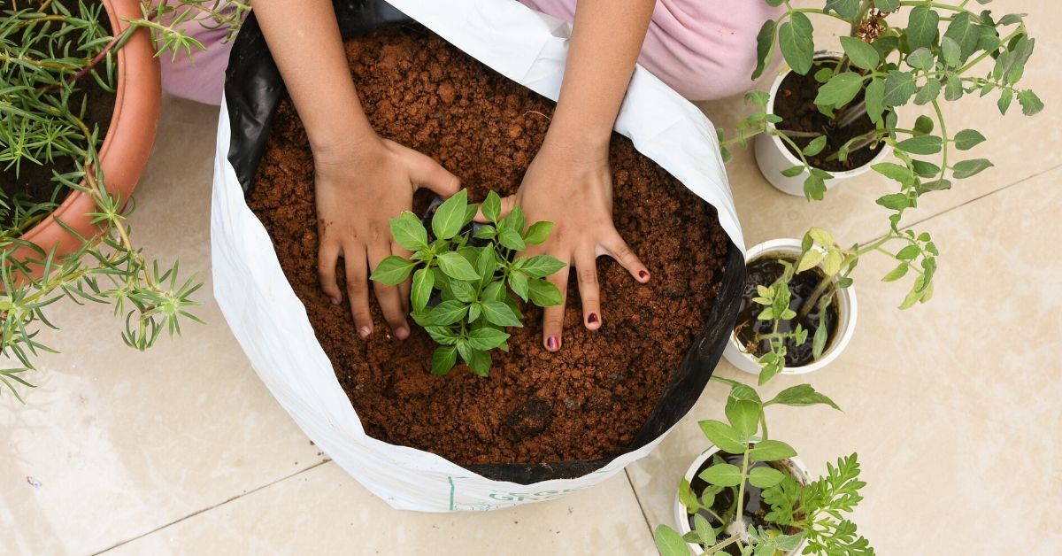 A girl potting indoor plants and providing winter care, ensuring they thrive during the colder months.