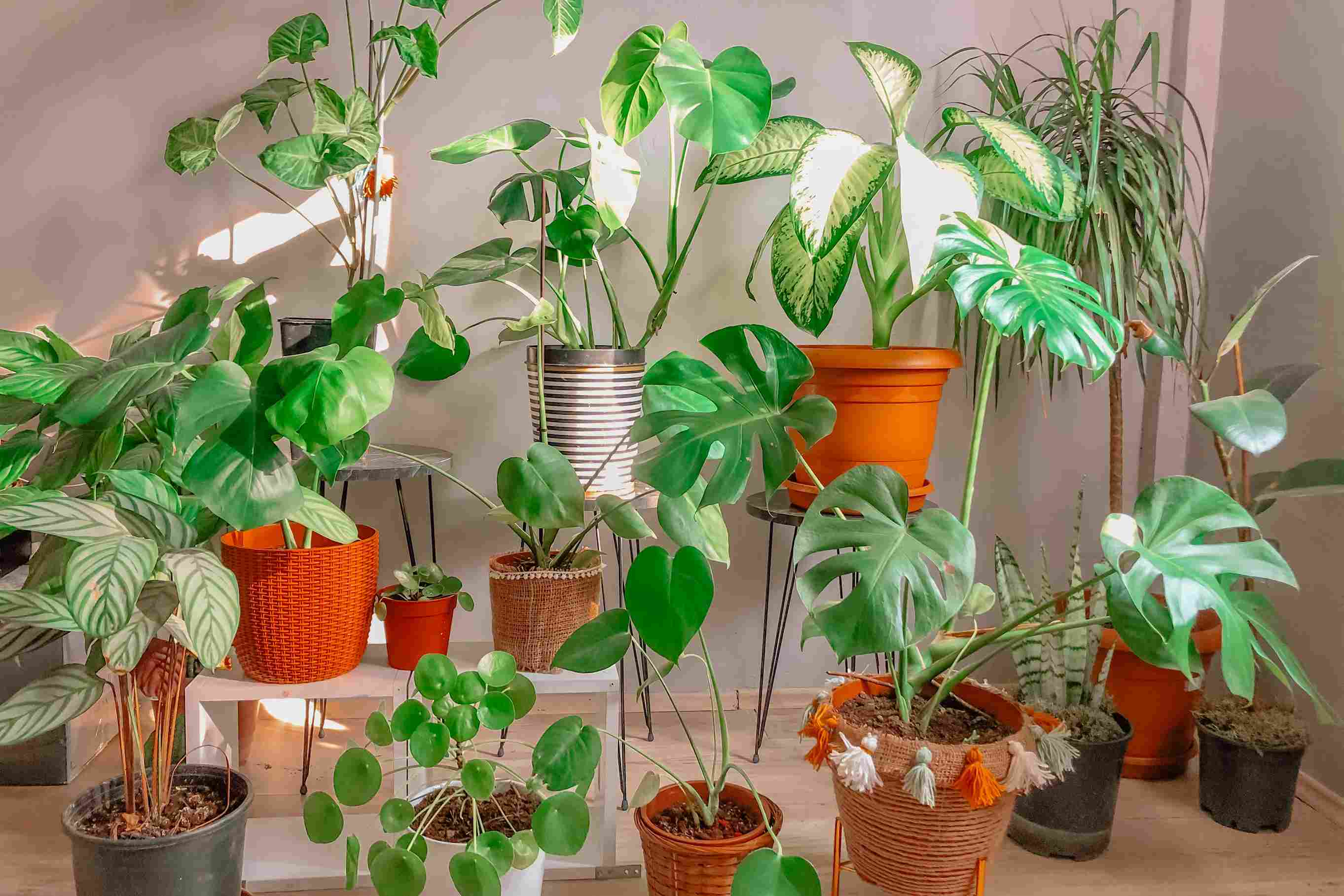 Indoor plants in winter sunlight, showcasing winter care with healthy growth.