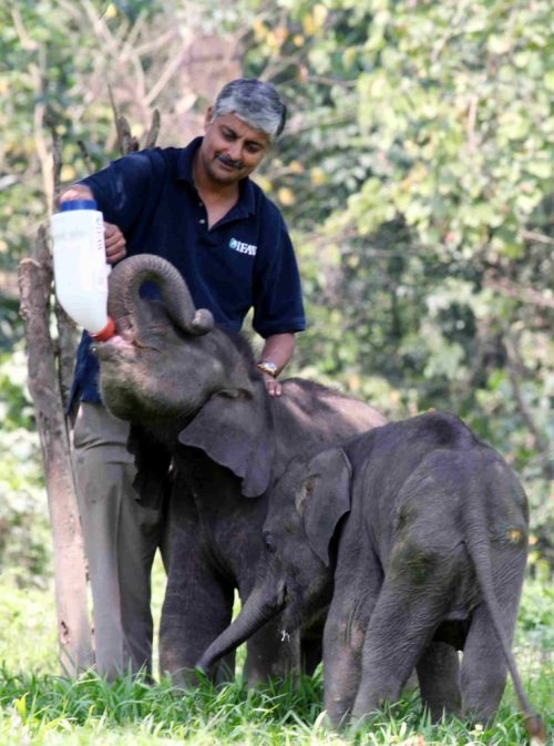 Vivek Menon, a passionate wildlife conservationist, feeds a baby elephant.