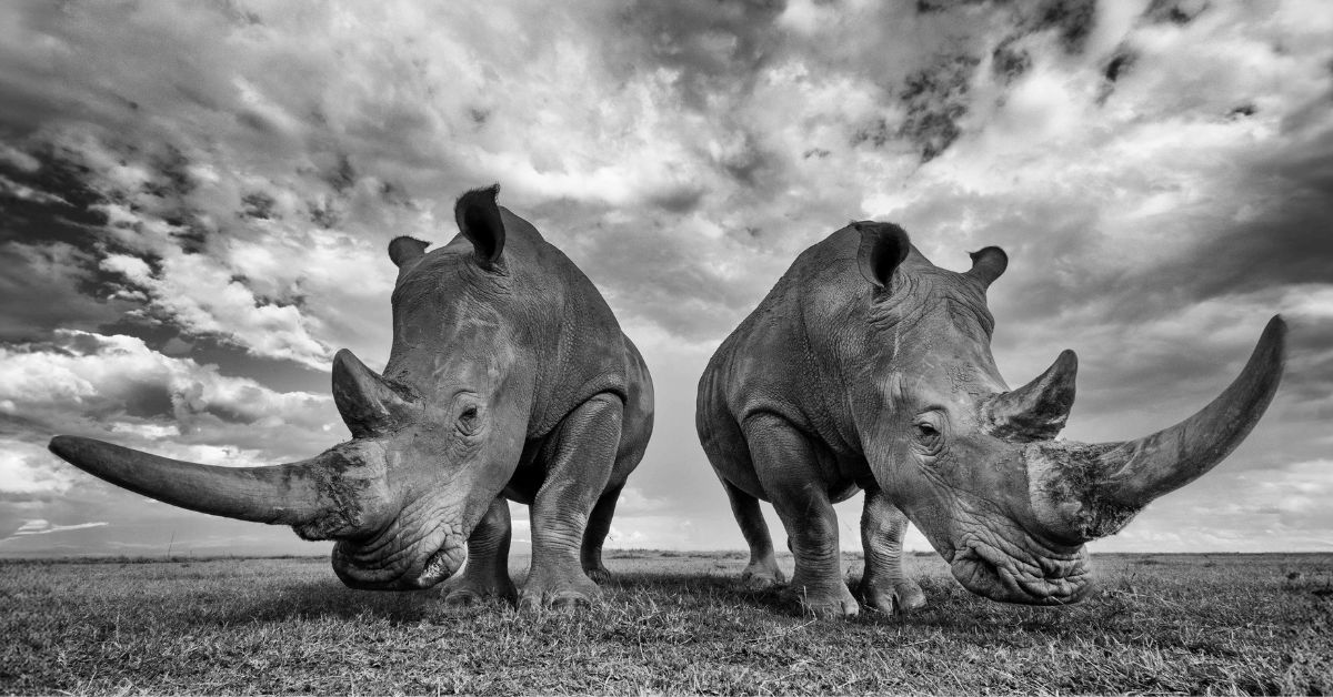 Wildlife photographer Parag Bhatt has shot extensively in Kenya and captured some compelling shots 