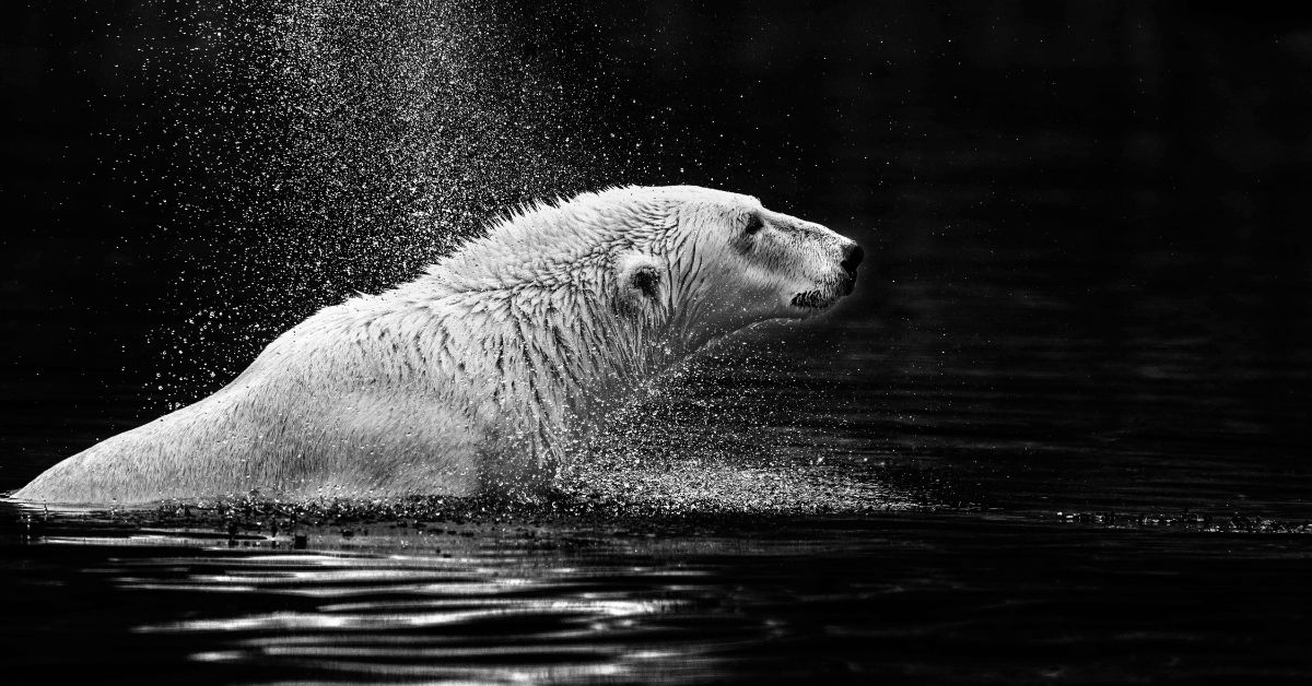 The polar bear captured by Parag Bhatt in a stunning shot that illustrates the water droplets thrown from the animal's body like a galaxy of stars 