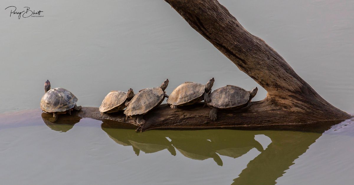 The family of tortoises shot by Parag Bhatt in the Kaziranga National Park 