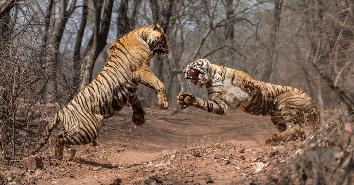 Two tigers in an encounter captured by Parag Bhatt 