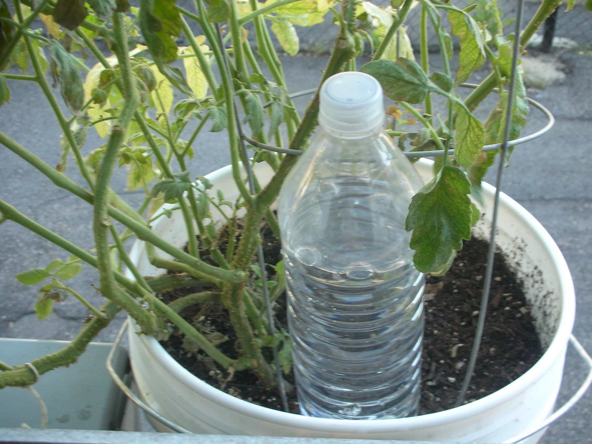 A makeshift bottle sprinkler can keep your plants hydrated, allowing water to seep in gently over time 