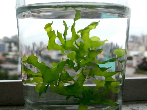 seaweed inside a glass jar