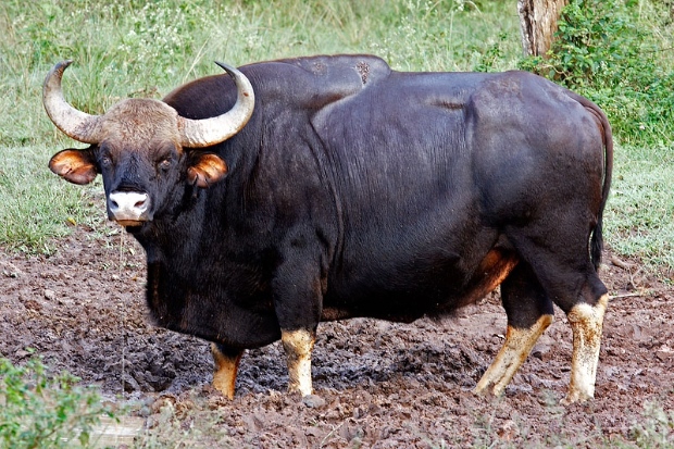 Gaurs can weigh around 700 to 1500 kgs. 