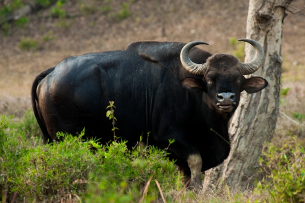 Gaur helps in maintaining the forest balance but is on the verge of losing its home.