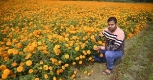 College Dropout-Turned-Flower Vendor Earns Rs 50 Lakh/Month With Marigold Farming