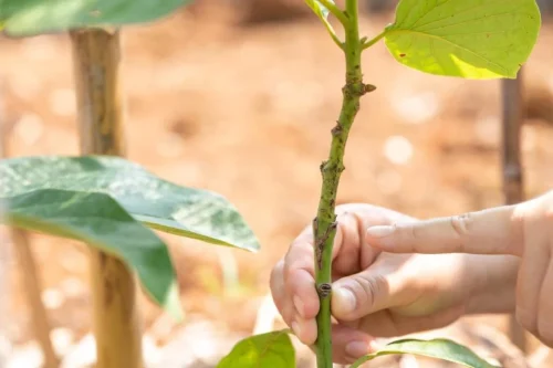 Parmeshwar emphasises the role of grafting in extending the lifespan of avocado plants