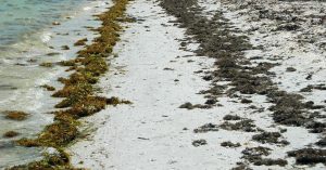 Seaweed Can Absorb Carbon 35 Times Faster Than Rainforests: Here’s Why It Matters