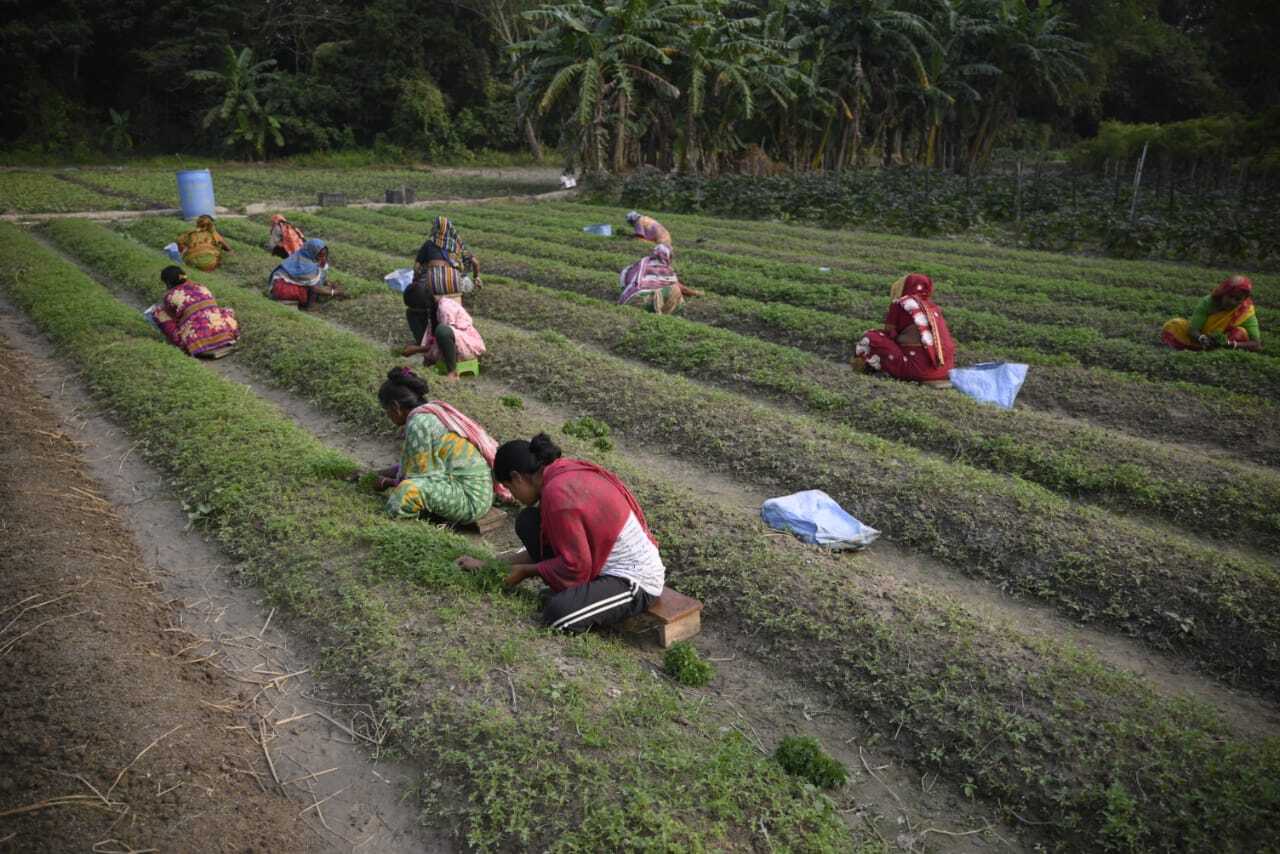 Arup has employed 80 workers in his farm to look after the flowers