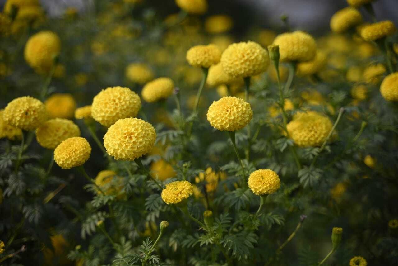 The orange and yellow marigold flowers have a high demand in the market