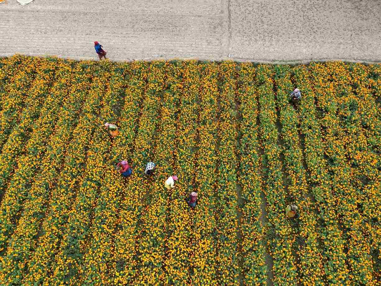 Marigolds are in demand throughout the year