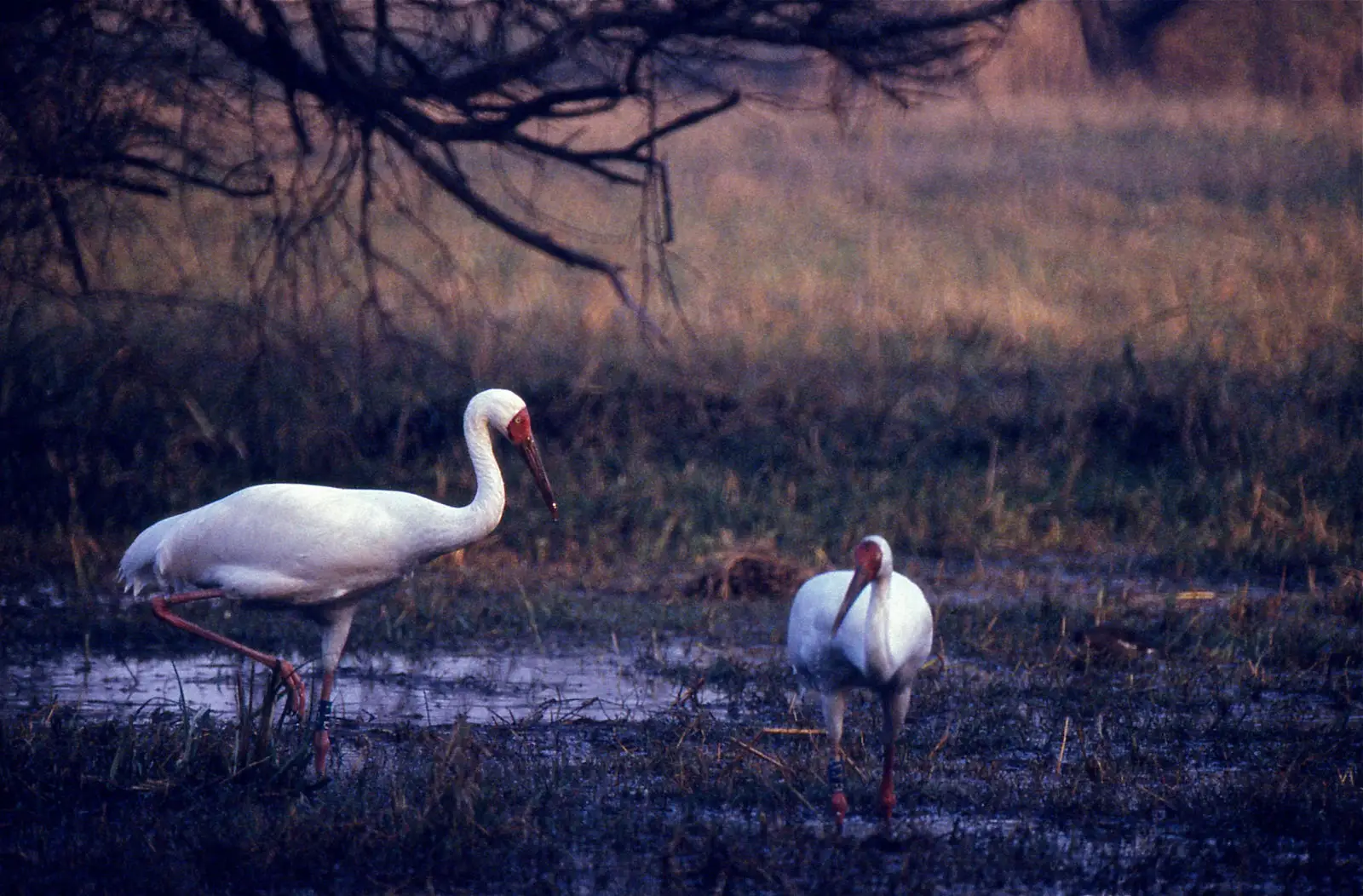 A pair of white flamingos wading through the shallow waters of Rajasthan’s salt flats, a key stop on their migratory journey.