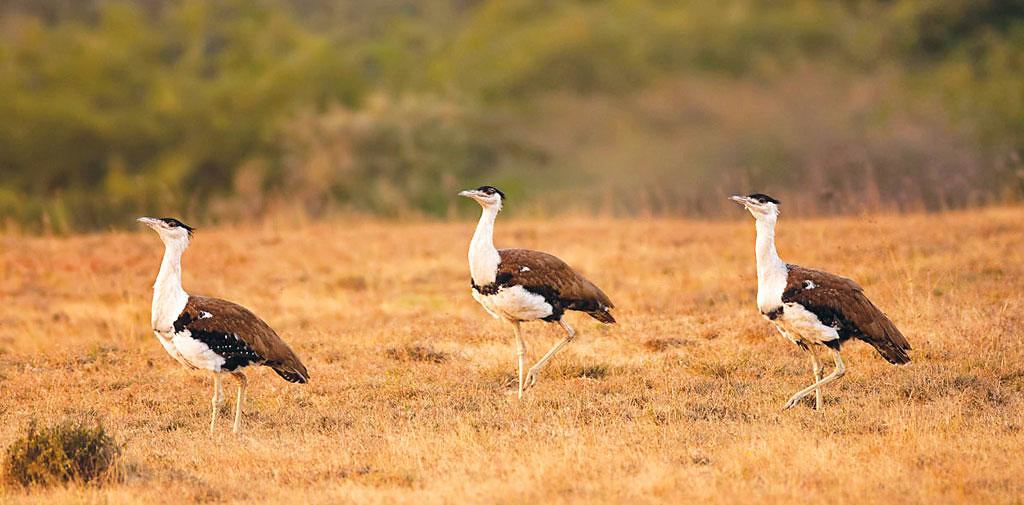 Three Great Indian Bustards walking gracefully through the dry grasslands, their tall and slender forms distinct against the vast, open landscape.