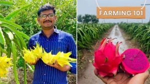 7 Dragon Fruit Farming Tips From Farmers, Including One Who Earns Rs 2 Crore Annually