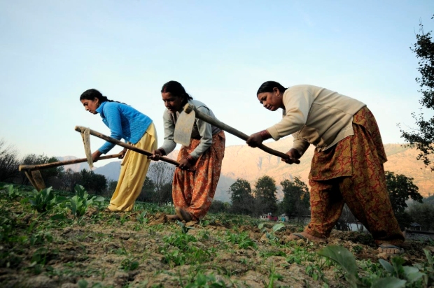 Women farmers working on the field.