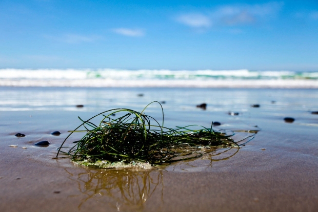 Seaweed can absorb carbon 35 times more efficiently than rainforests.