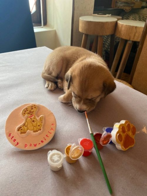 A puppy sleeping comfortably during an art workshop