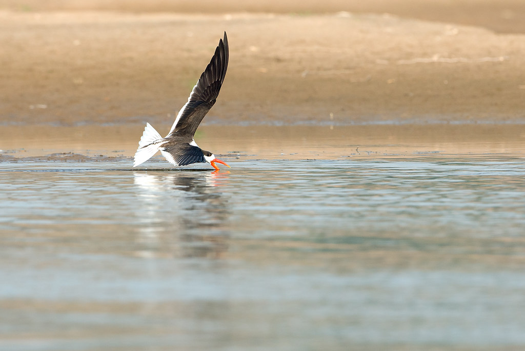 An Indian Skimmer in mid-flight, gently skimming the surface of a lake, showcasing its unique long orange beak and graceful flight.