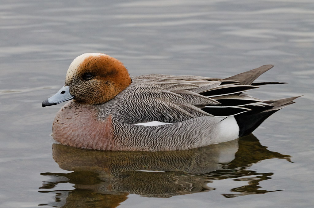 A Eurasian Wigeon calmly resting in the shallow waters, its vibrant plumage reflecting softly on the surface.