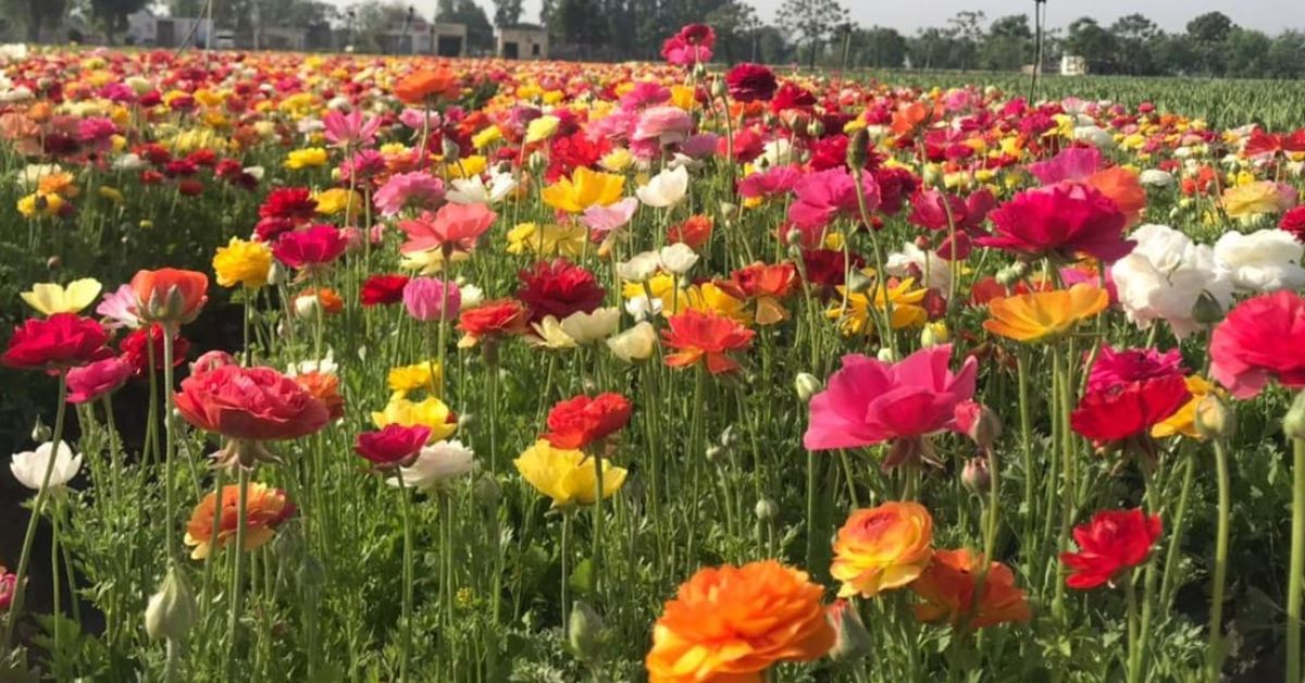 Gurwinder grows 40 varieties of exotic flowers like California poppy, gladiolus, and calendula