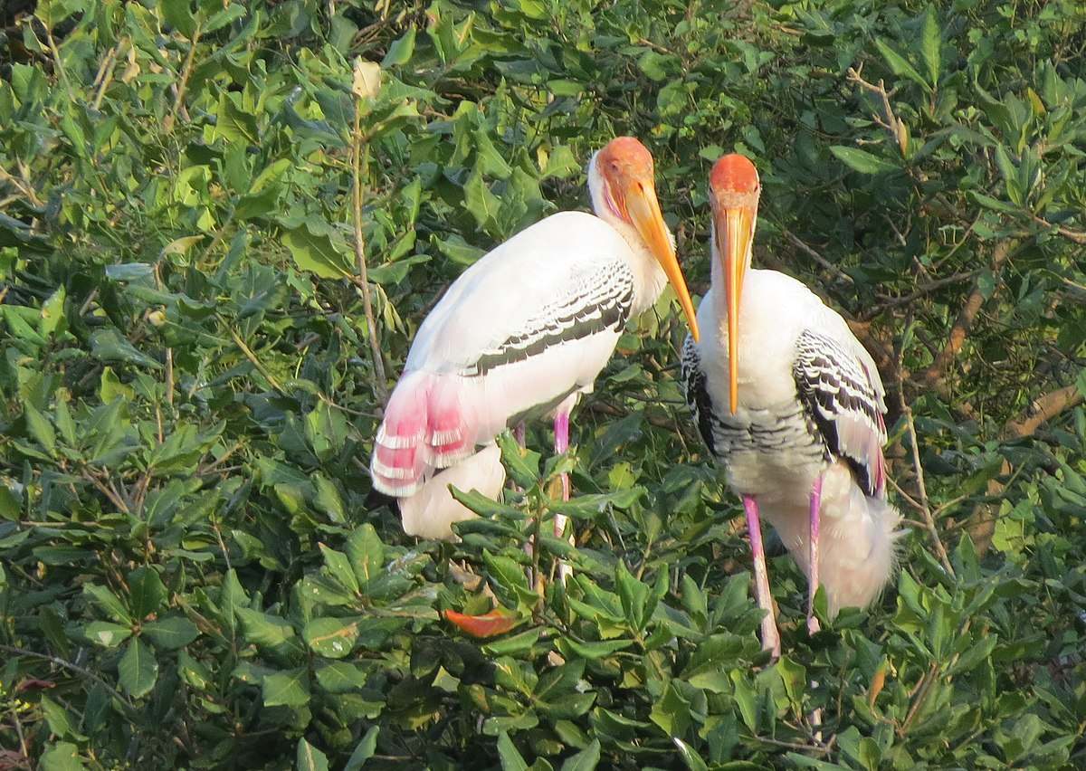 A pair of lesser flamingos wading through the lush greenery, their vibrant pink feathers contrasting beautifully with the surrounding foliage